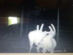 buck.jpg