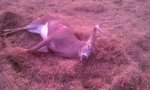 deer down.jpg