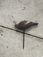 IMG_8485.jpeg
