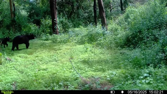 image.webp