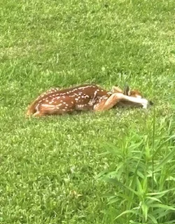 Fawn.webp