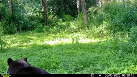 image.webp