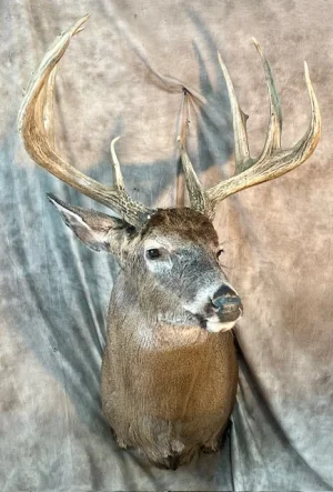 8 Point.webp