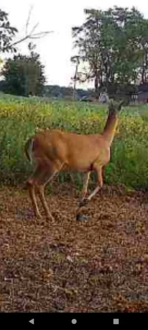 Screenshot_20250828-063346.webp