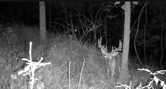 Buck62.webp