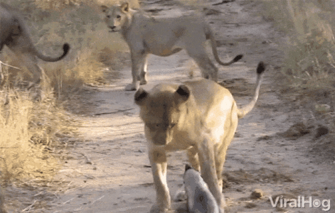 ezgif-66027da29fb566.gif