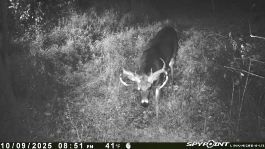 Spypoint_20251010_053055.webp