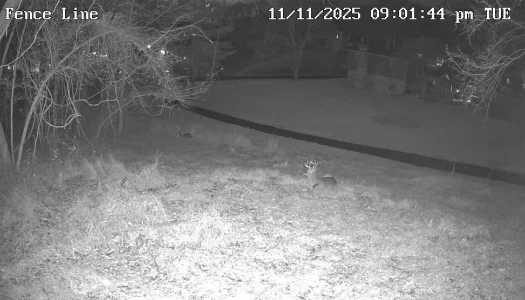 Fence Line_0_live_1762912908301.webp