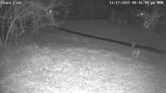 Fence Line_0_live_1763428614194.webp