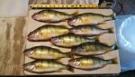 9-14 perch.jpg