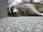 cig+raccoon1256176039.jpg