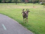 Parma Buck.jpg