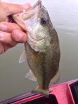ImageUploadedByTapatalk1410969308.656057.jpg
