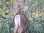 IMG_3336.JPG