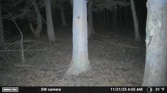 Flying Squirrel.webp