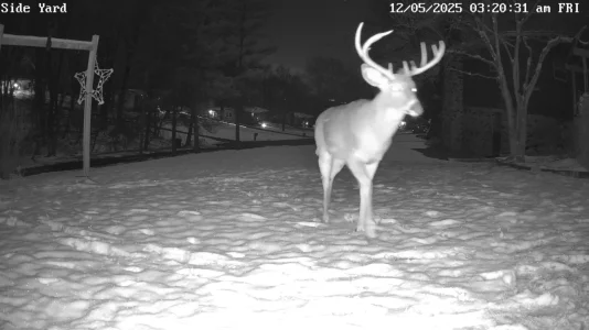 Side Yard_0_playback_1764935964376.webp