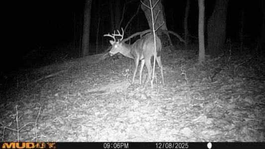 4z2GyQo - Imgur.webp