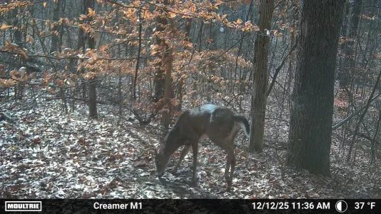 4ZxdWeC - Imgur.webp