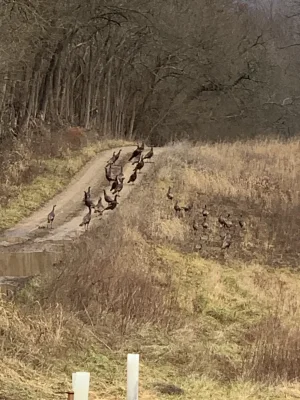 Drveway Turkey picture.webp