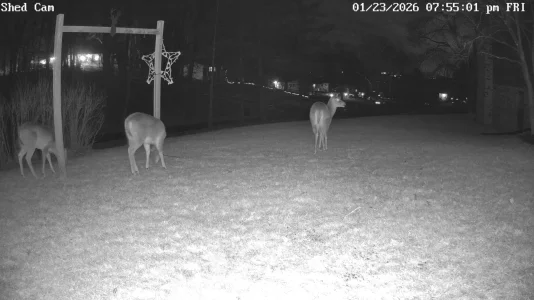 Shed Cam_0_live_1769216111582.webp