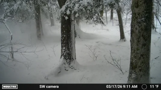 happy st pats day.webp