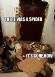 spidert.jpg