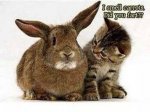 ImageUploadedByTapatalk1413674360.772572.jpg