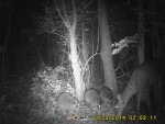 coons2.jpg