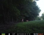 deer00196.jpg