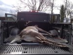 Truck of Buck.jpg