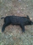 lilboar.jpg