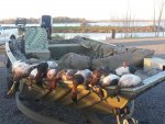 blue bills 768.jpg