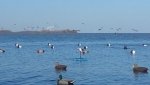 blue bills 2.jpg