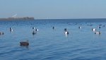 blue bills 755.jpg
