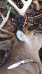 2014buck3.jpg