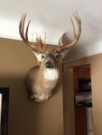 MyBuck.jpg