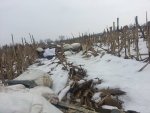 snow 15 a.jpg