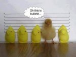 ImageUploadedByTapatalk1425431588.690512.jpg