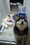 ImageUploadedByTapatalk1425433510.070701.jpg