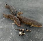 Fish.jpg