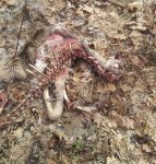 carcass2.jpg