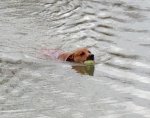Lefty fetching.jpg