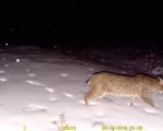 trail cam 2.jpg