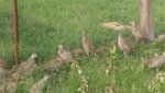 pheasants6weeks2.jpg
