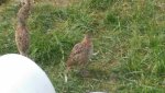 pheasants6weeks3.jpg