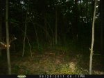 deer 047.jpg