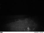 PICT0230 8-29-11 coyote howl.jpg