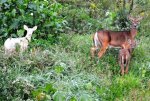 Albino Doe5.jpg