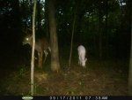 albino doe and buck.jpg