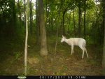 albino doe 2.jpg